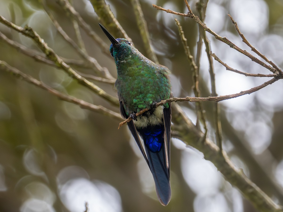 Sapphire-vented Puffleg (Sapphire-vented) - ML641303382