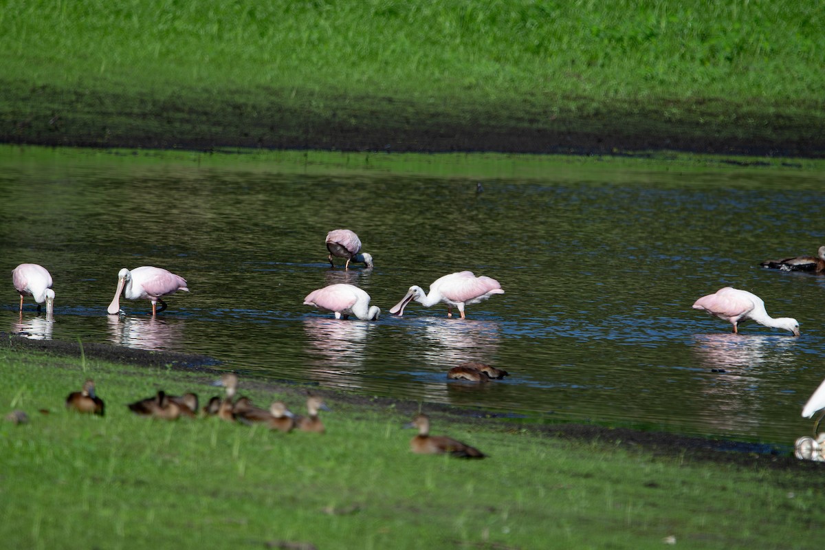 Roseate Spoonbill - ML641303383