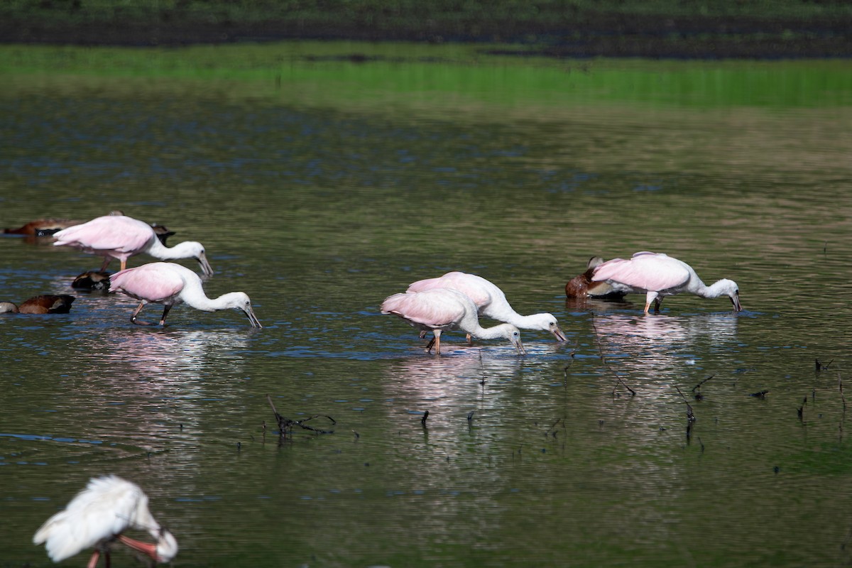 Roseate Spoonbill - ML641303385