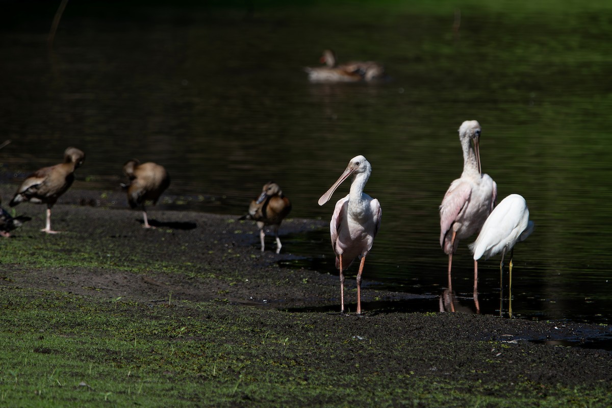 Roseate Spoonbill - ML641303390
