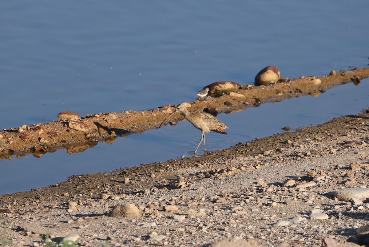 Long-billed Curlew - ML641303413