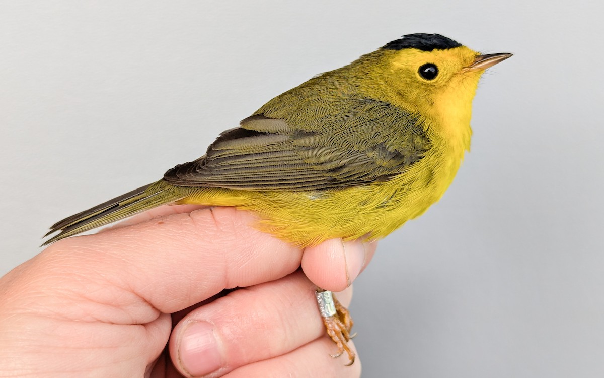Wilson's Warbler - Nicole Richardson