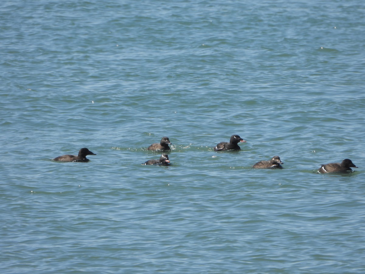 White-winged Scoter - ML641303443
