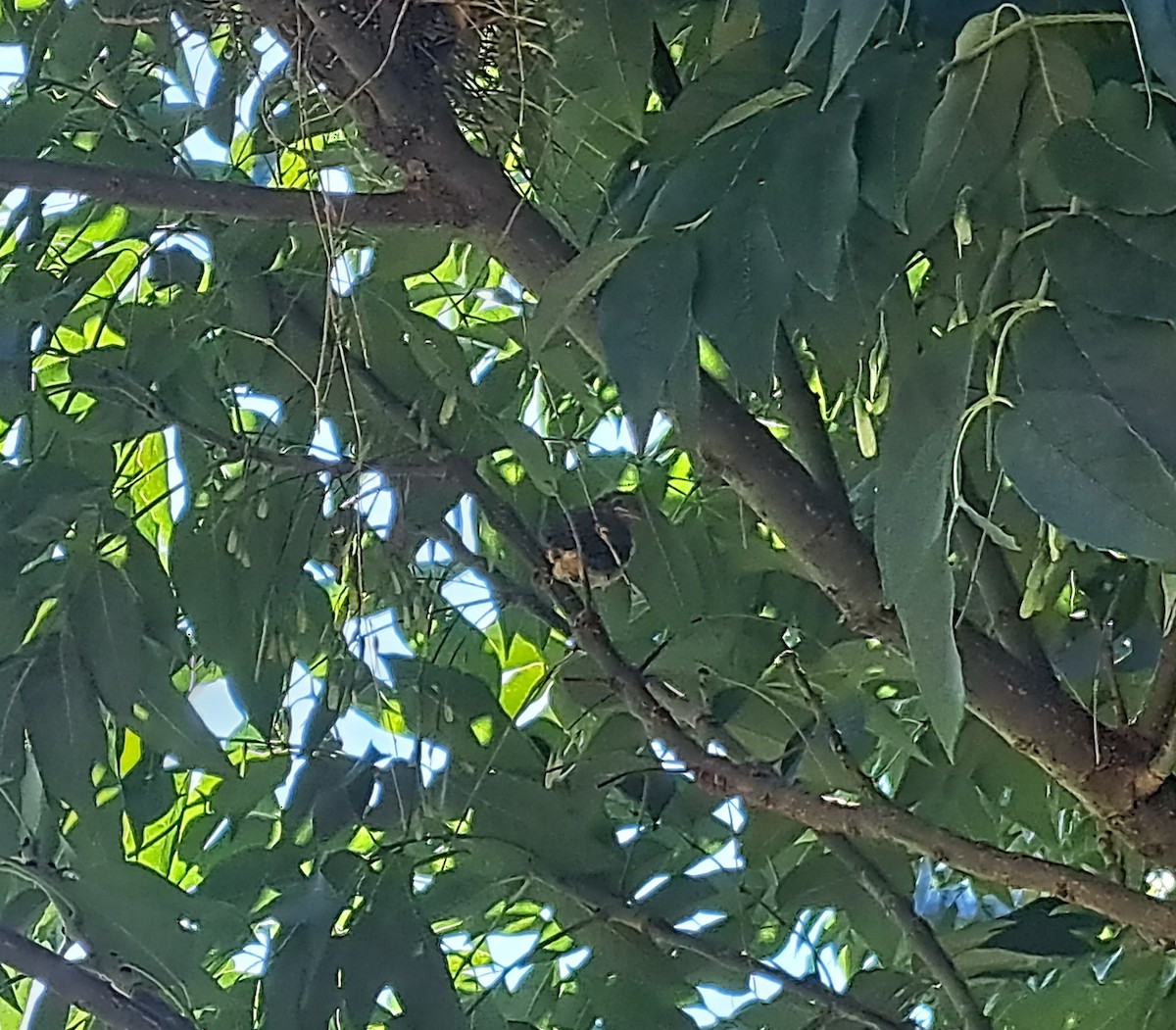 Northern Cardinal - ML641303528