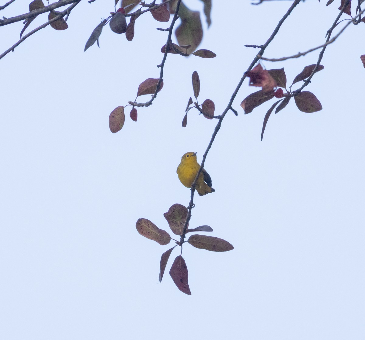 Yellow Warbler - ML641303531
