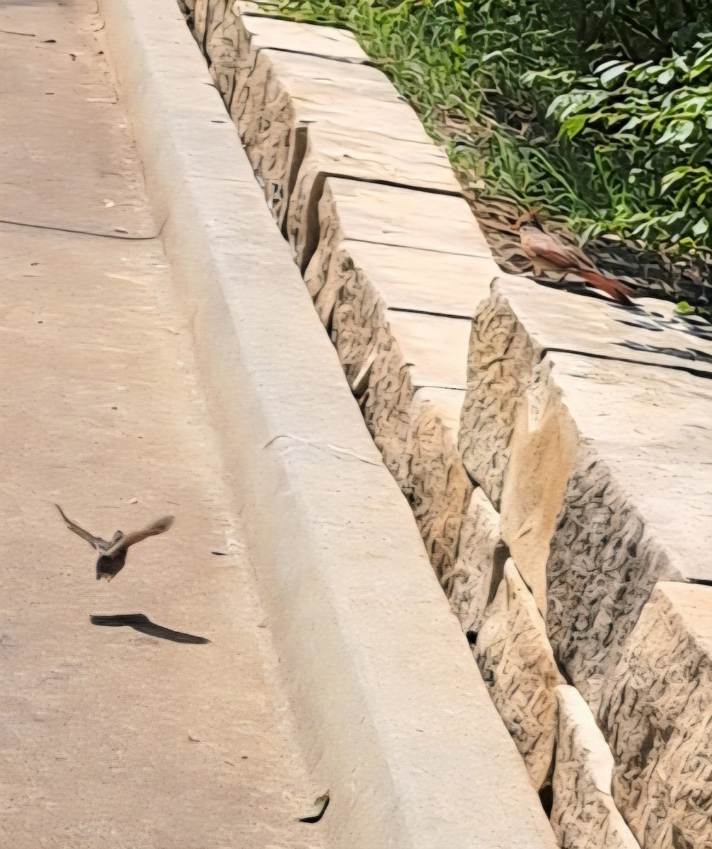 Northern Cardinal - ML641303534