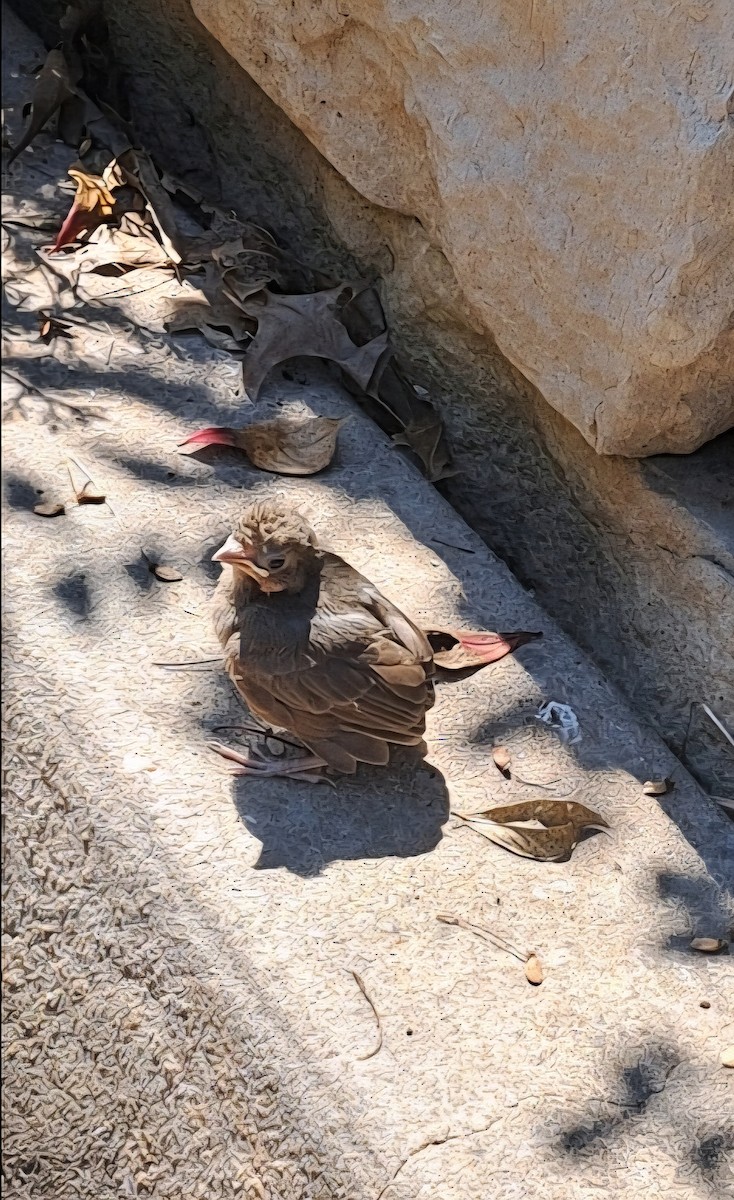 Northern Cardinal - ML641303537