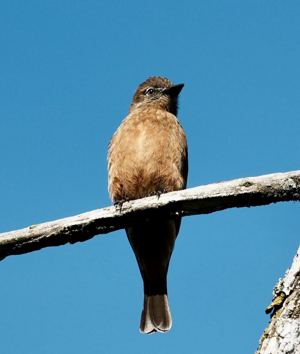 Cliff Flycatcher (Swallow) - ML641303546