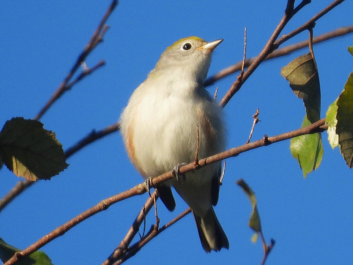 Chestnut-sided Warbler - ML641303553