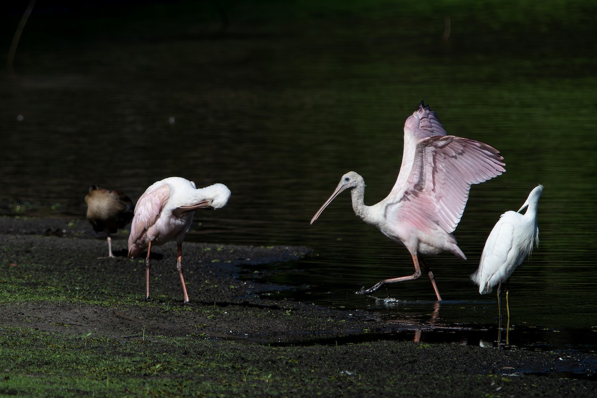 Roseate Spoonbill - ML641303558