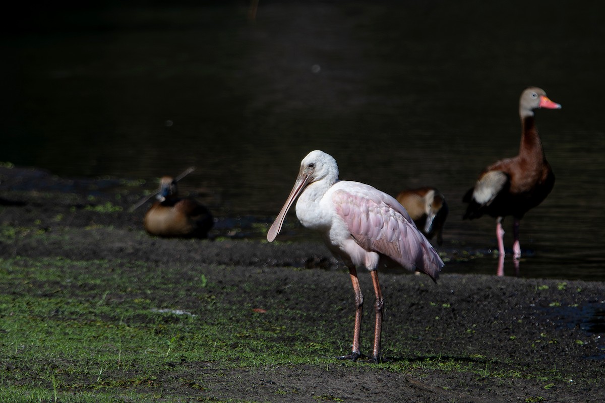 Roseate Spoonbill - ML641303560