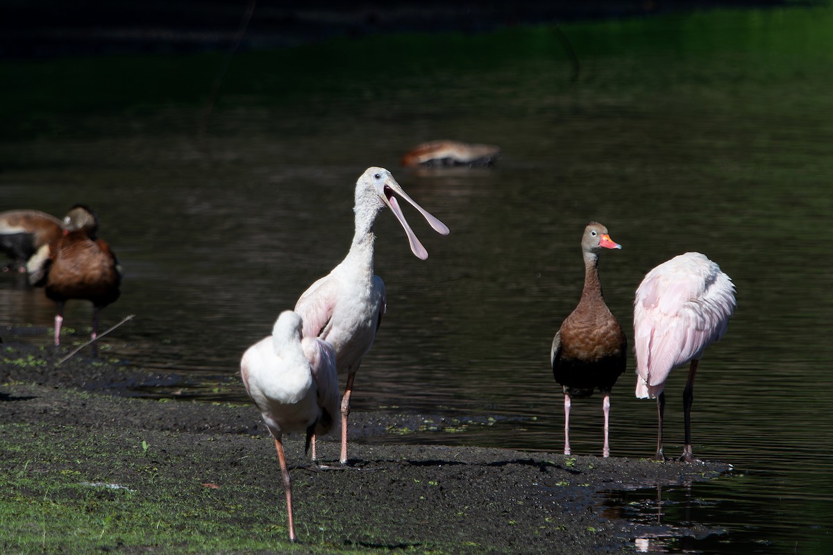 Roseate Spoonbill - ML641303562
