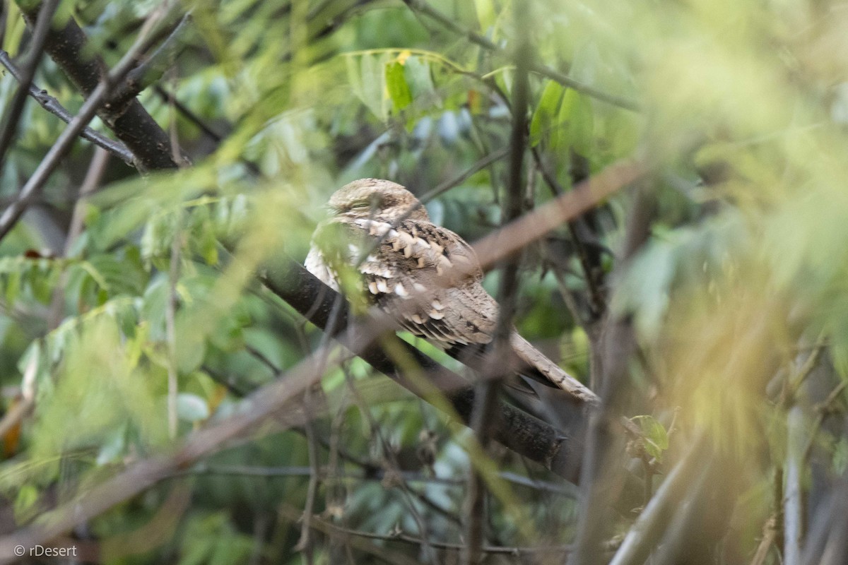 Ladder-tailed Nightjar - ML641303574