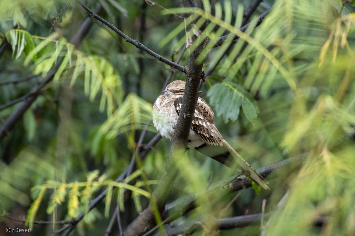 Ladder-tailed Nightjar - ML641303575