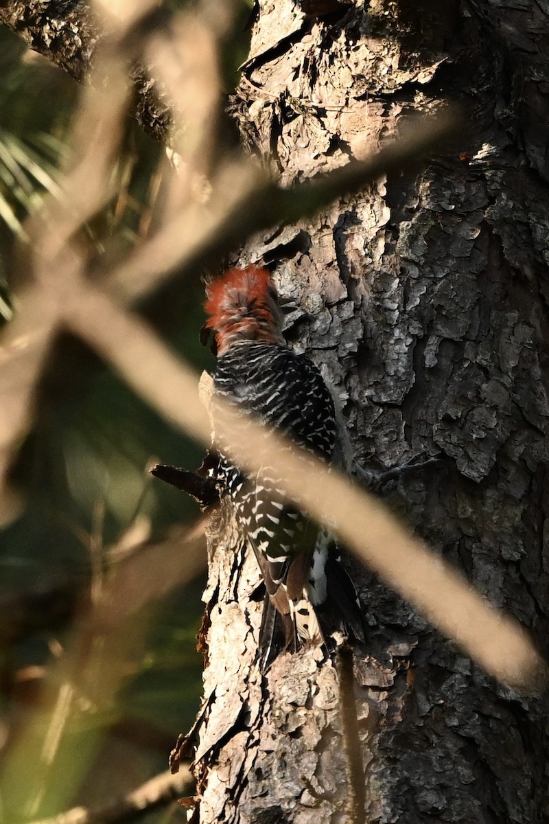 Red-bellied Woodpecker - ML641303626