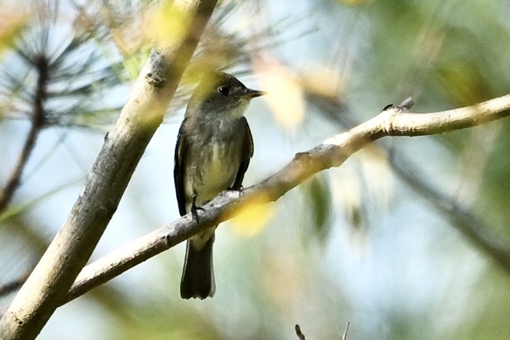 Olive-sided Flycatcher - ML641303645