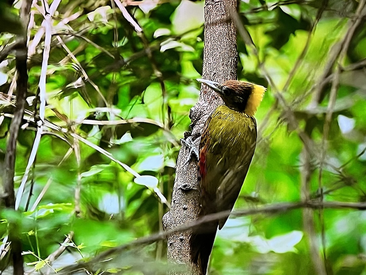 Greater Yellownape - ML641303658