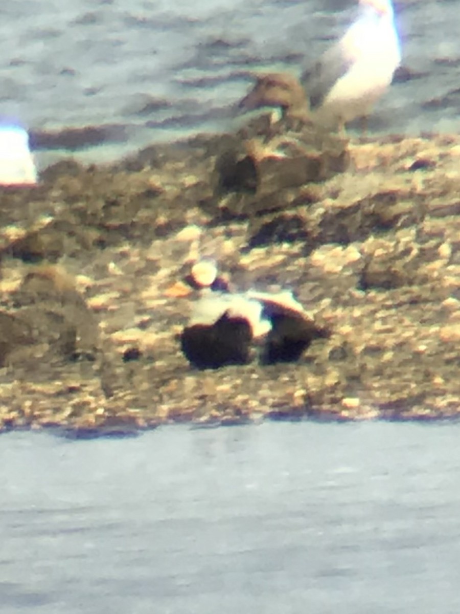 Spectacled Eider - ML641303660