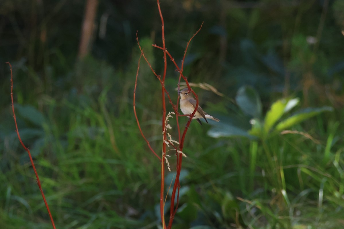 Red-breasted Flycatcher - ML641303663