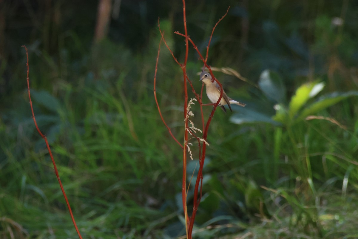 Red-breasted Flycatcher - ML641303664