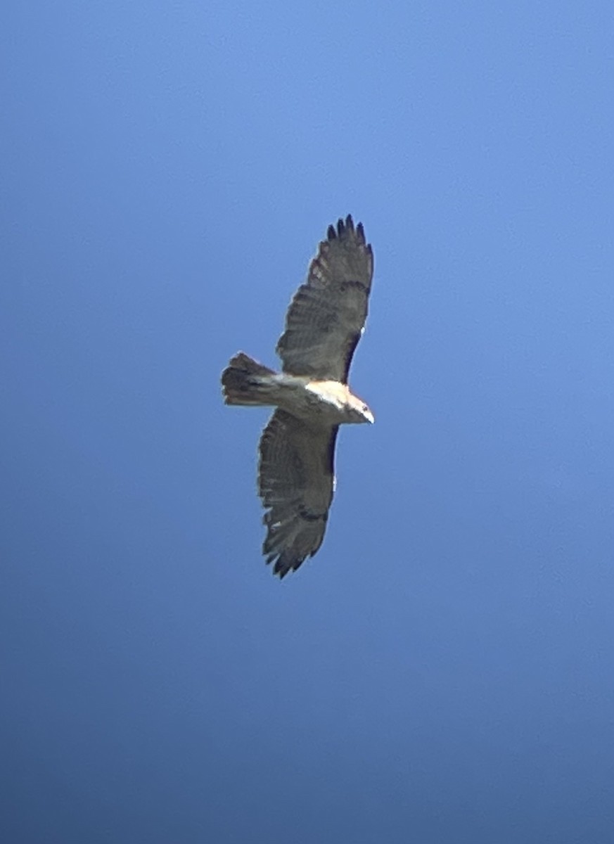 Red-tailed Hawk - ML641303672