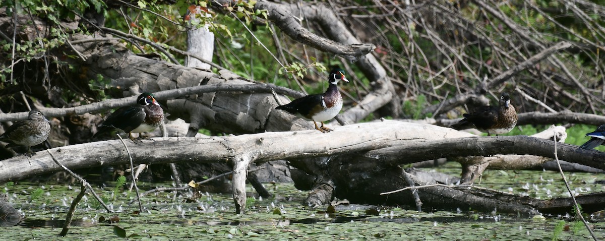 Wood Duck - ML641303685