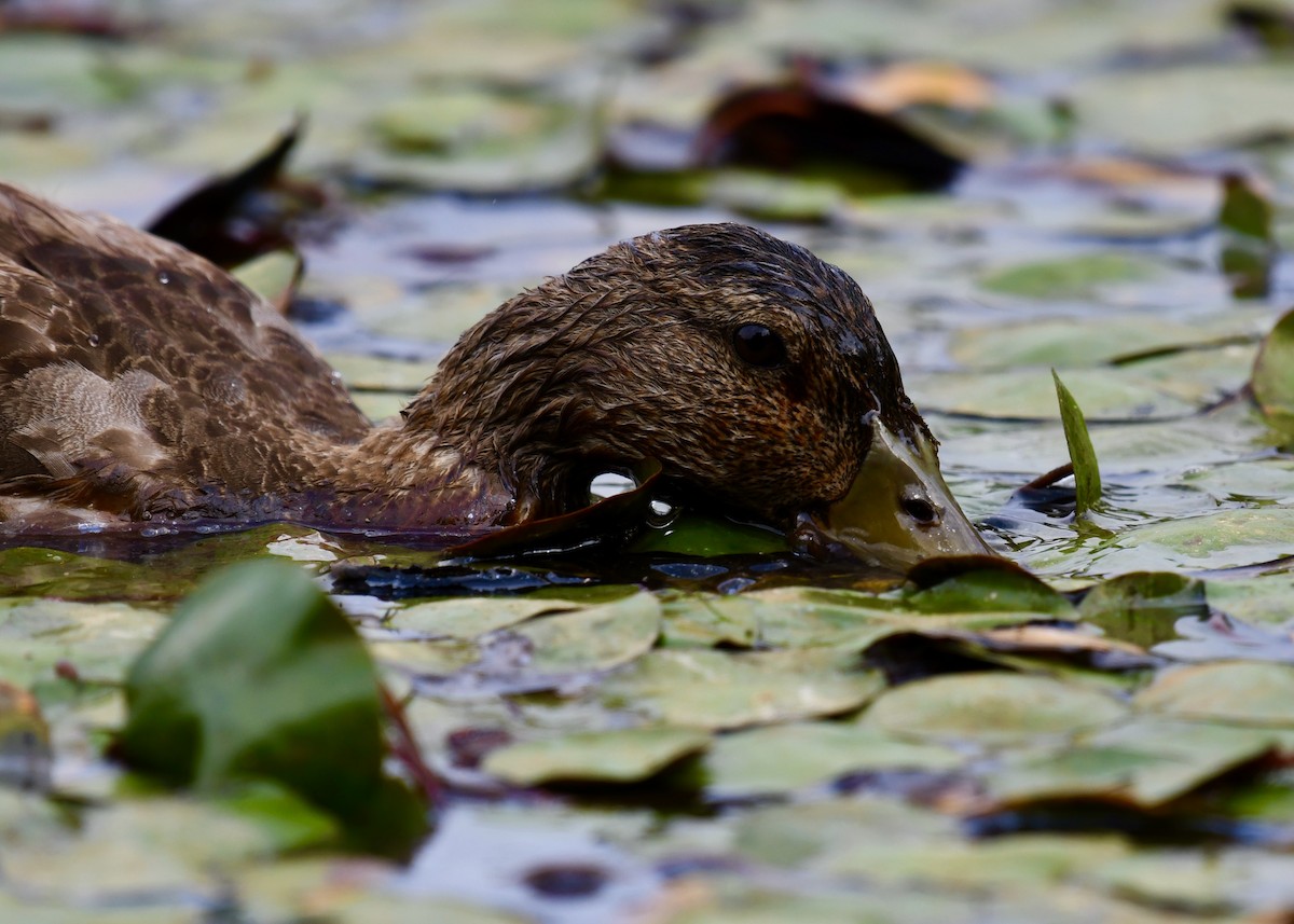 Mallard - ML641303698