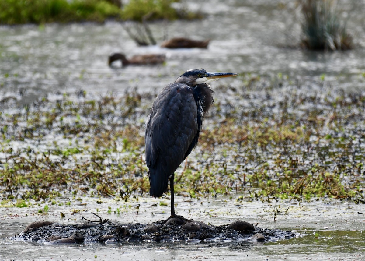 Great Blue Heron - ML641303712