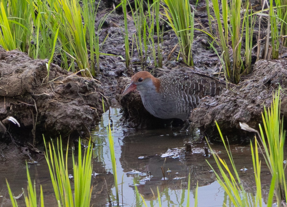Slaty-breasted Rail - ML641303733