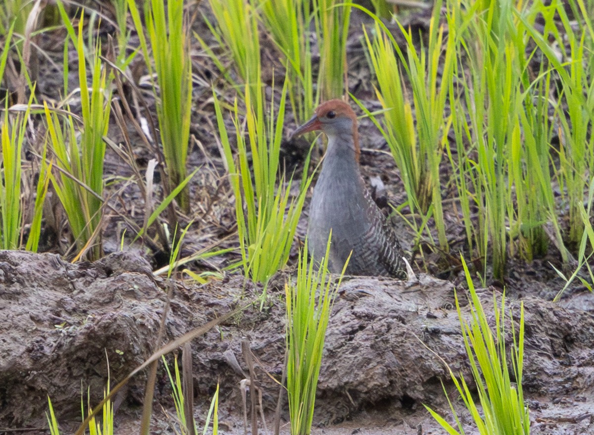 Slaty-breasted Rail - ML641303734
