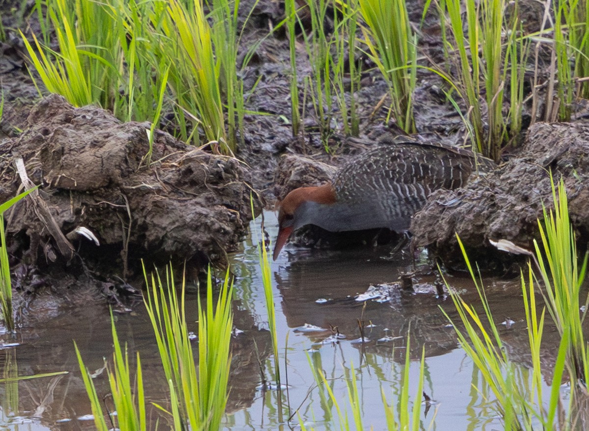 Slaty-breasted Rail - ML641303735