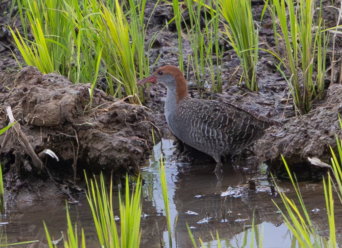 Slaty-breasted Rail - ML641303737