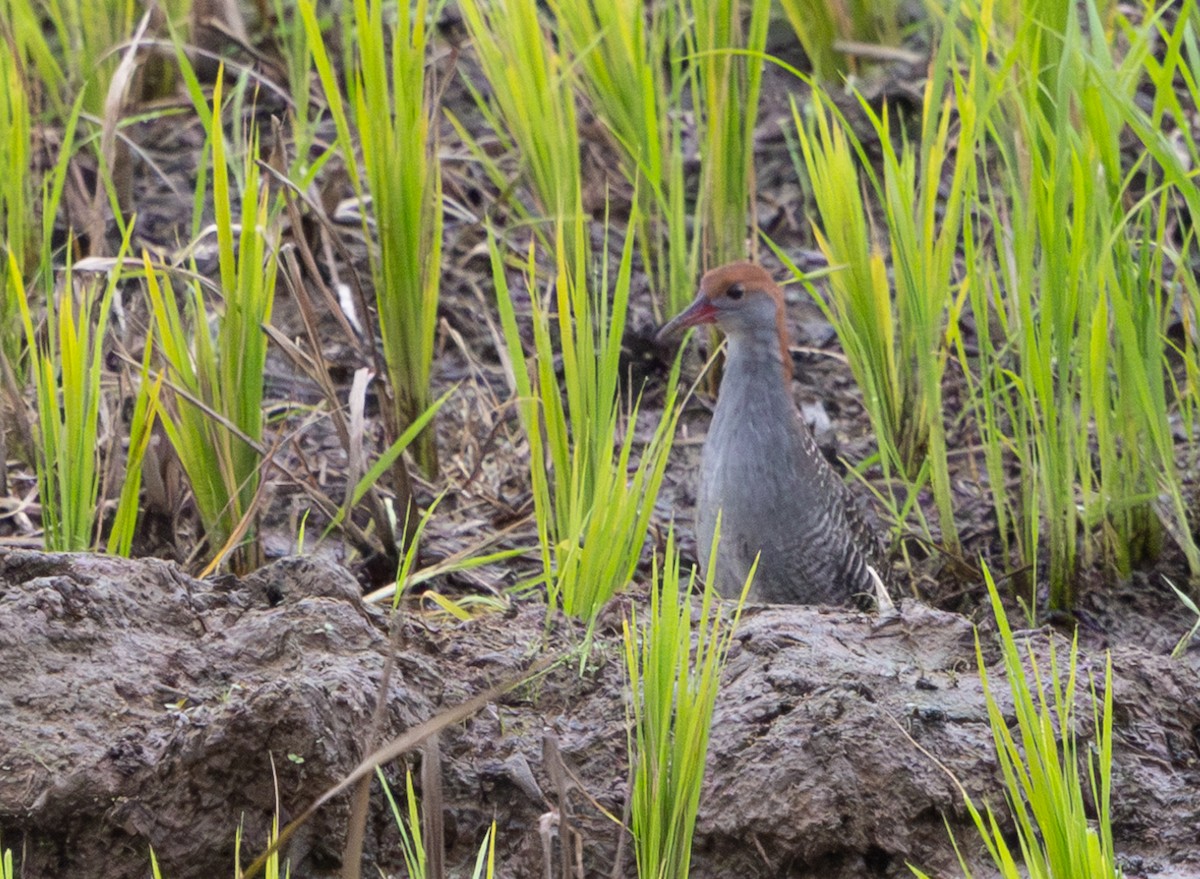 Slaty-breasted Rail - ML641303738