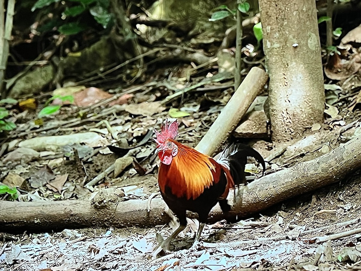 Red Junglefowl - ML641303757