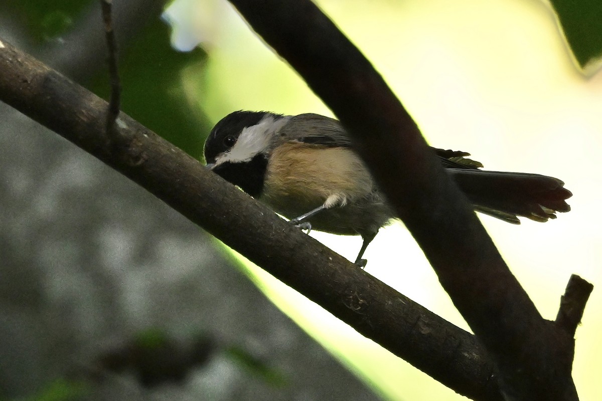 Carolina Chickadee - ML641303762