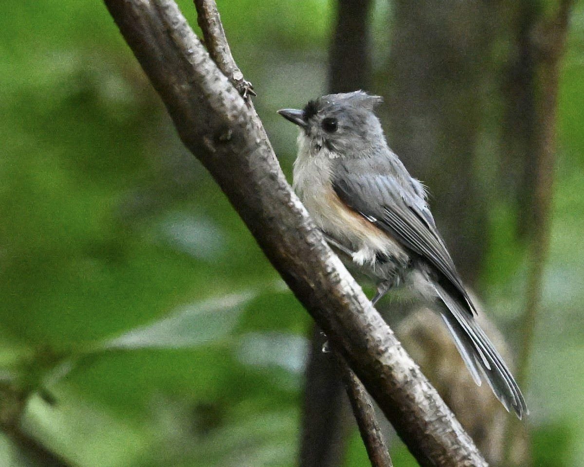 Tufted Titmouse - ML641303770