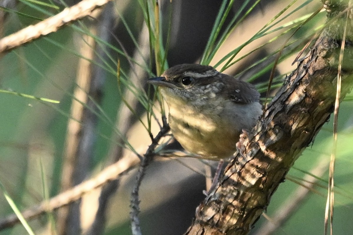 Carolina Wren - ML641303781