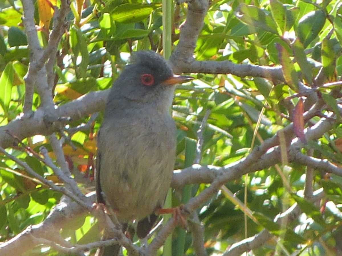 Curruca Balear - ML641303786