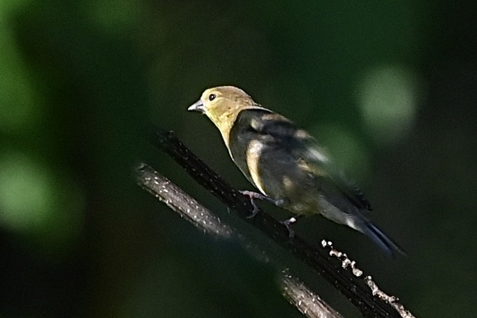 American Goldfinch - ML641303789