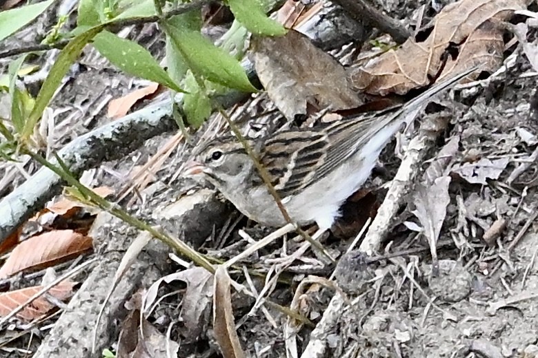 Chipping Sparrow - ML641303792