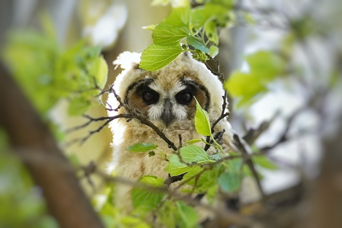 Striped Owl - ML641303807