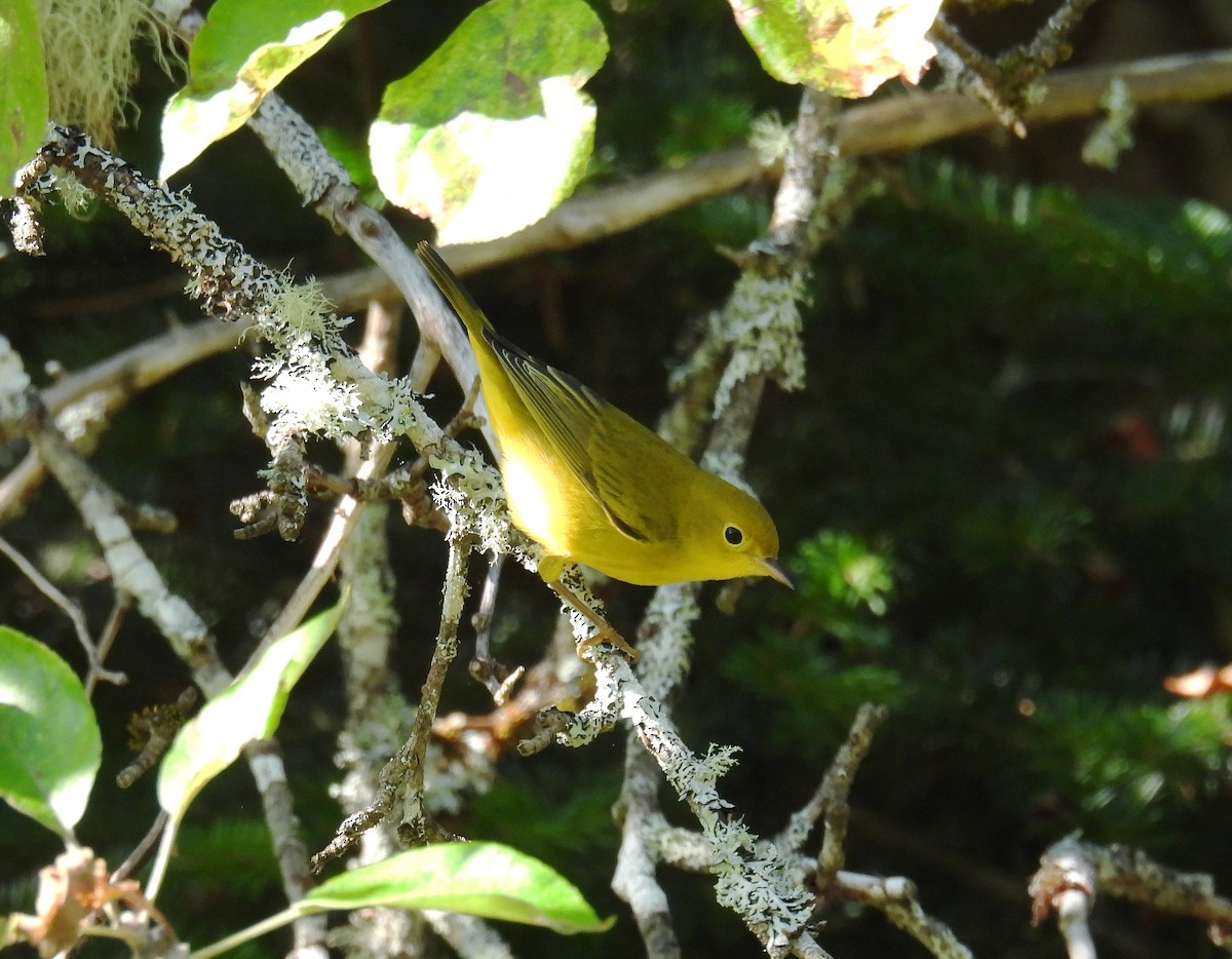 Yellow Warbler (Northern) - ML641303813