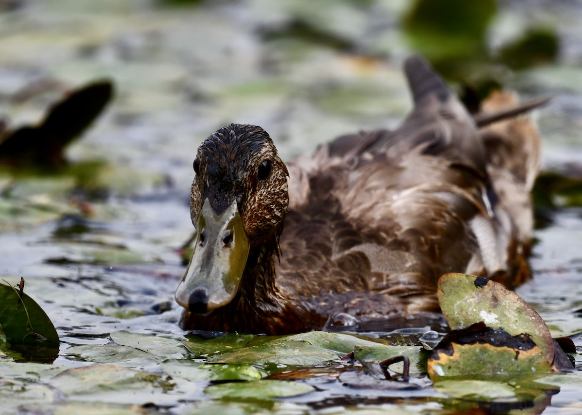 Mallard - ML641303814