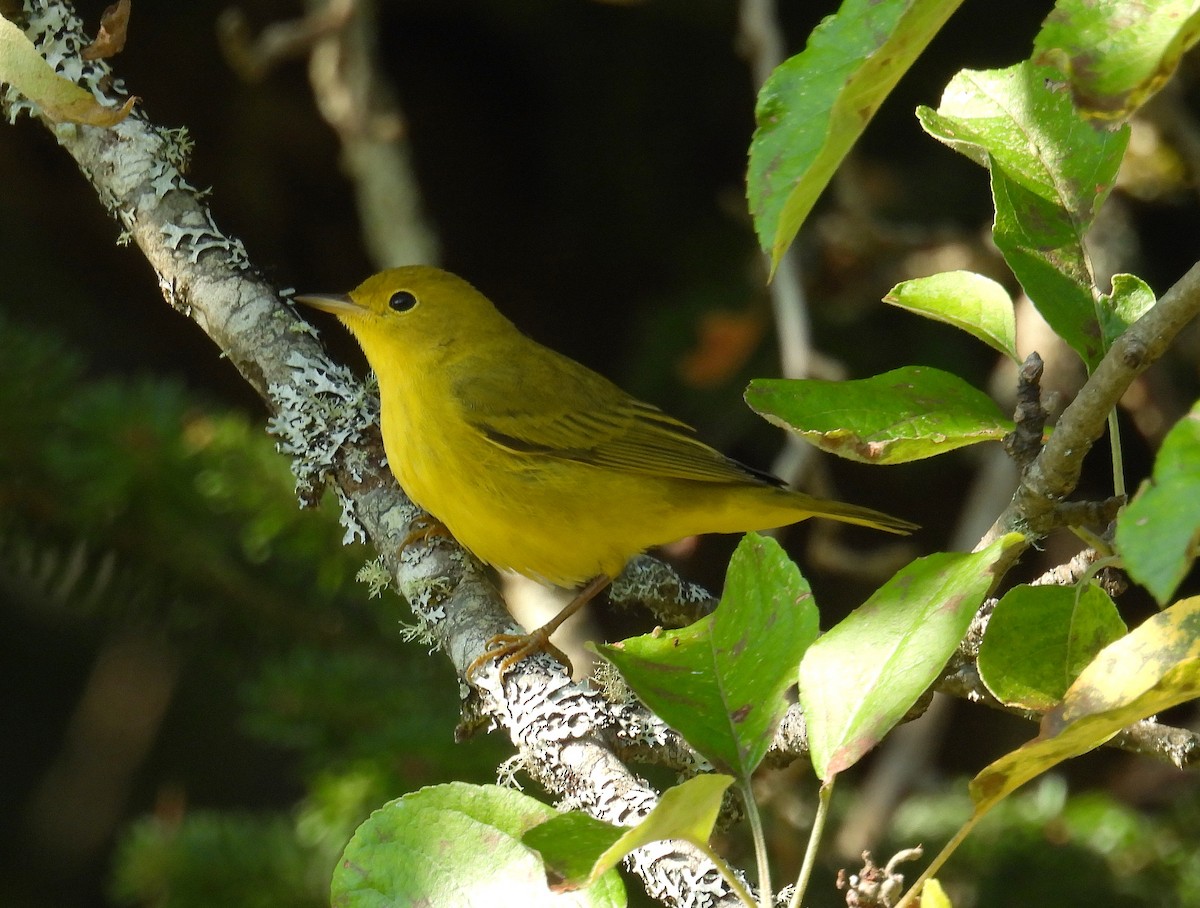 Yellow Warbler (Northern) - ML641303833