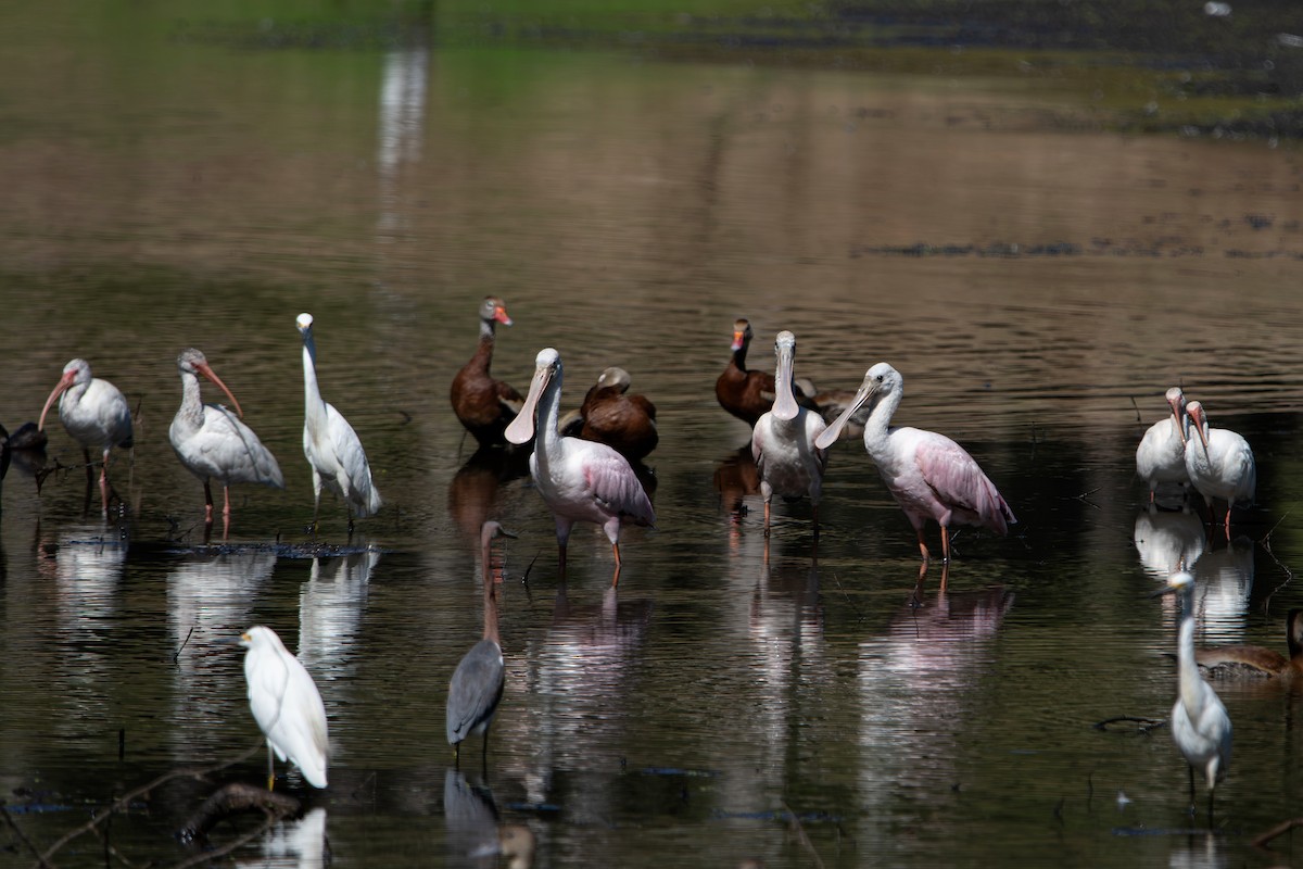 Roseate Spoonbill - ML641303838