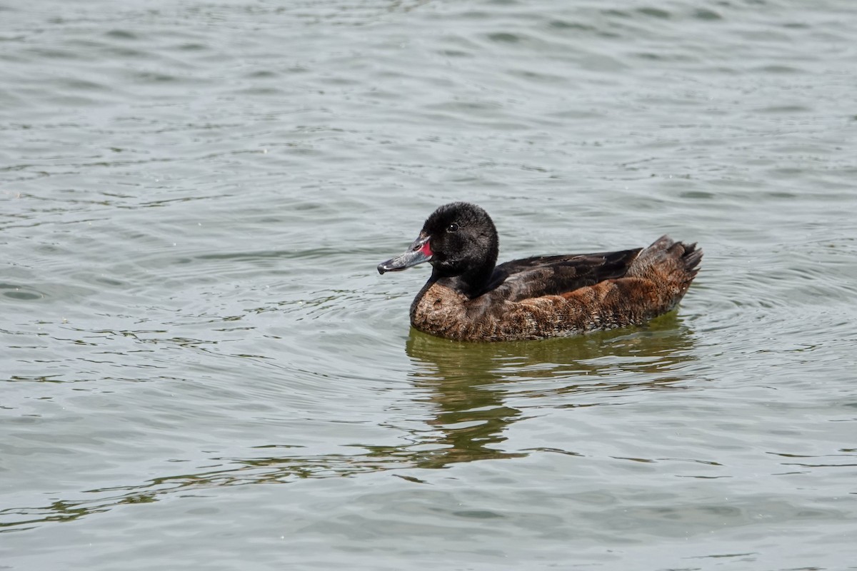 Black-headed Duck - ML641303842