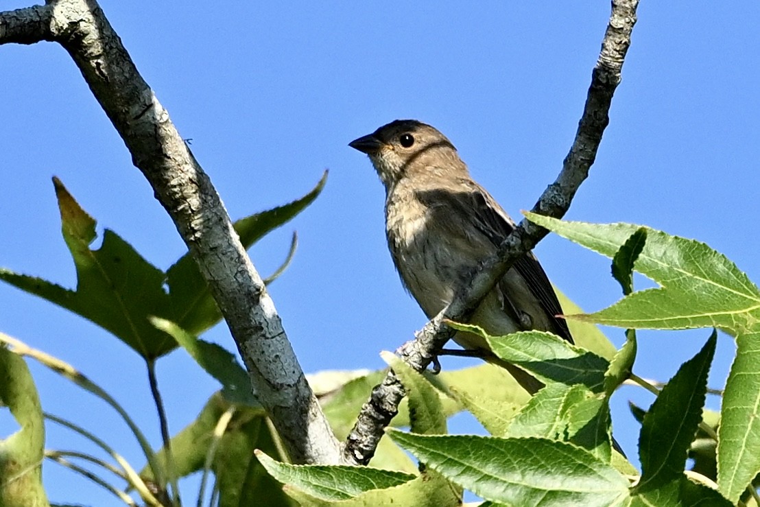 Indigo Bunting - ML641303855