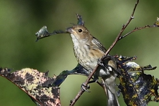Indigo Bunting - ML641303856