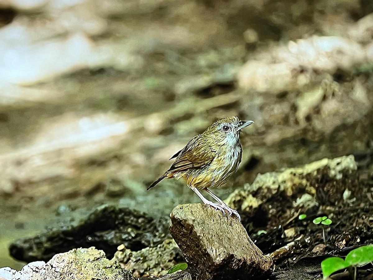 Abbott's Babbler - ML641303869