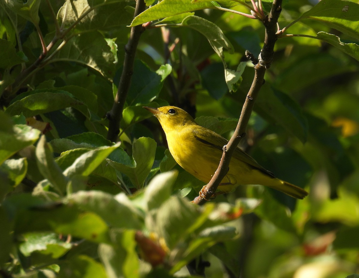 Yellow Warbler (Northern) - ML641303885
